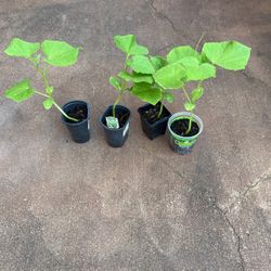 Cucumber Plants 