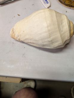 Vintage seashell