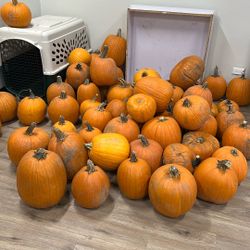 Pumpkins - Medium & Large
