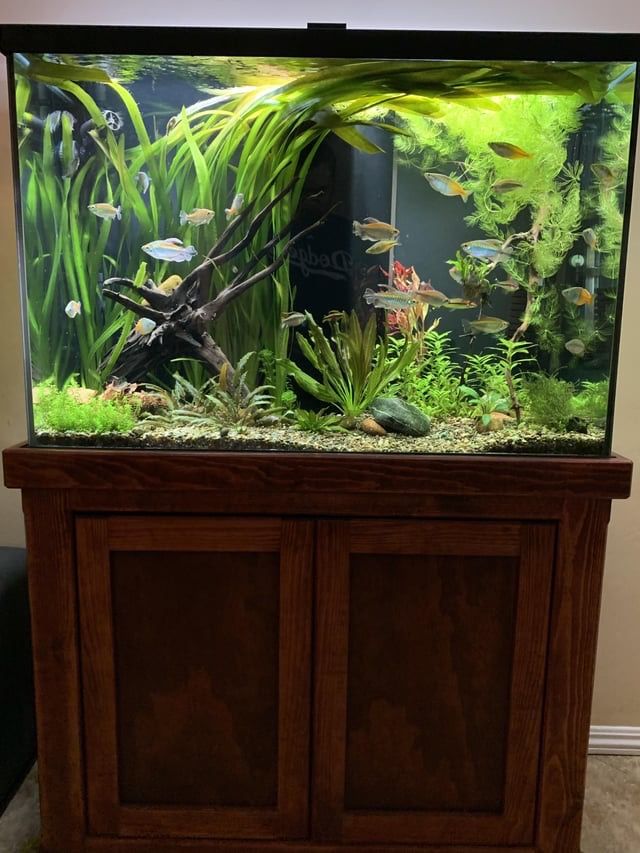 60 Gallon Aquarium 