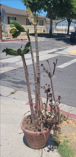 Free Plants