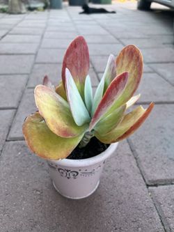 Homegrown organic red colorful paddle plant in white ceramic pot