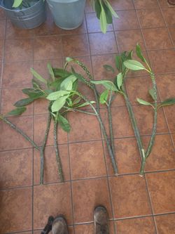 Plumeria cuttings