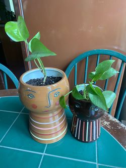 Pothos Plants in Ceramic Face Planters