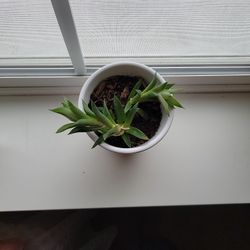Succulent Houseplant Live