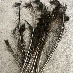 Bundle Peacock Feathers 