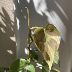 Philodendron Rio plant