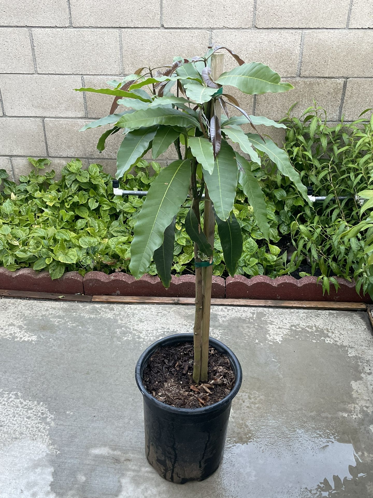 Kent Mango Fruit Tree