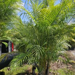 arecas and podocarpus About 8  feet tall over the pot Instant privacy Hedge for fence green full 