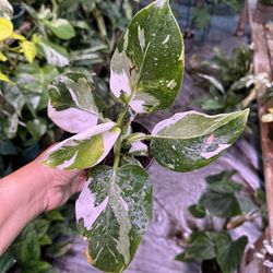 4” Philodendron White Wizard