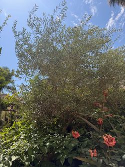 Extra Large fruiting Olive Trees - potted NOT in ground