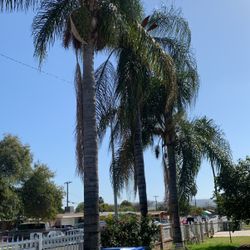 Palm Tress
