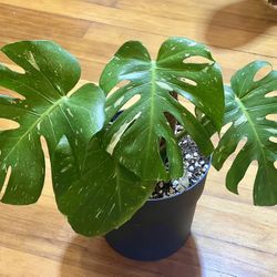 House Plant Monstera 