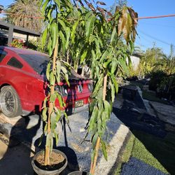 Arboles De Mangos Criollo, 🥭 indio O Corriente 15 Gal $150 Each