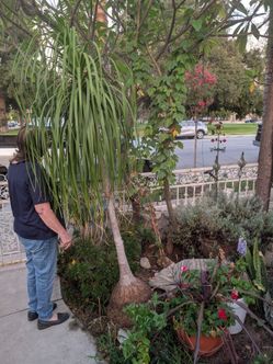 Ponytail palm $100 obo