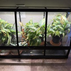 IKEA Alerabar Black Greenhouse 
