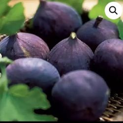 💯 Organic Well Rooted Fig Plant 