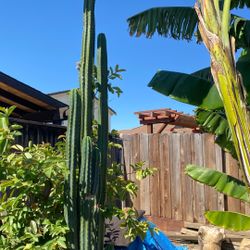 Cactus 