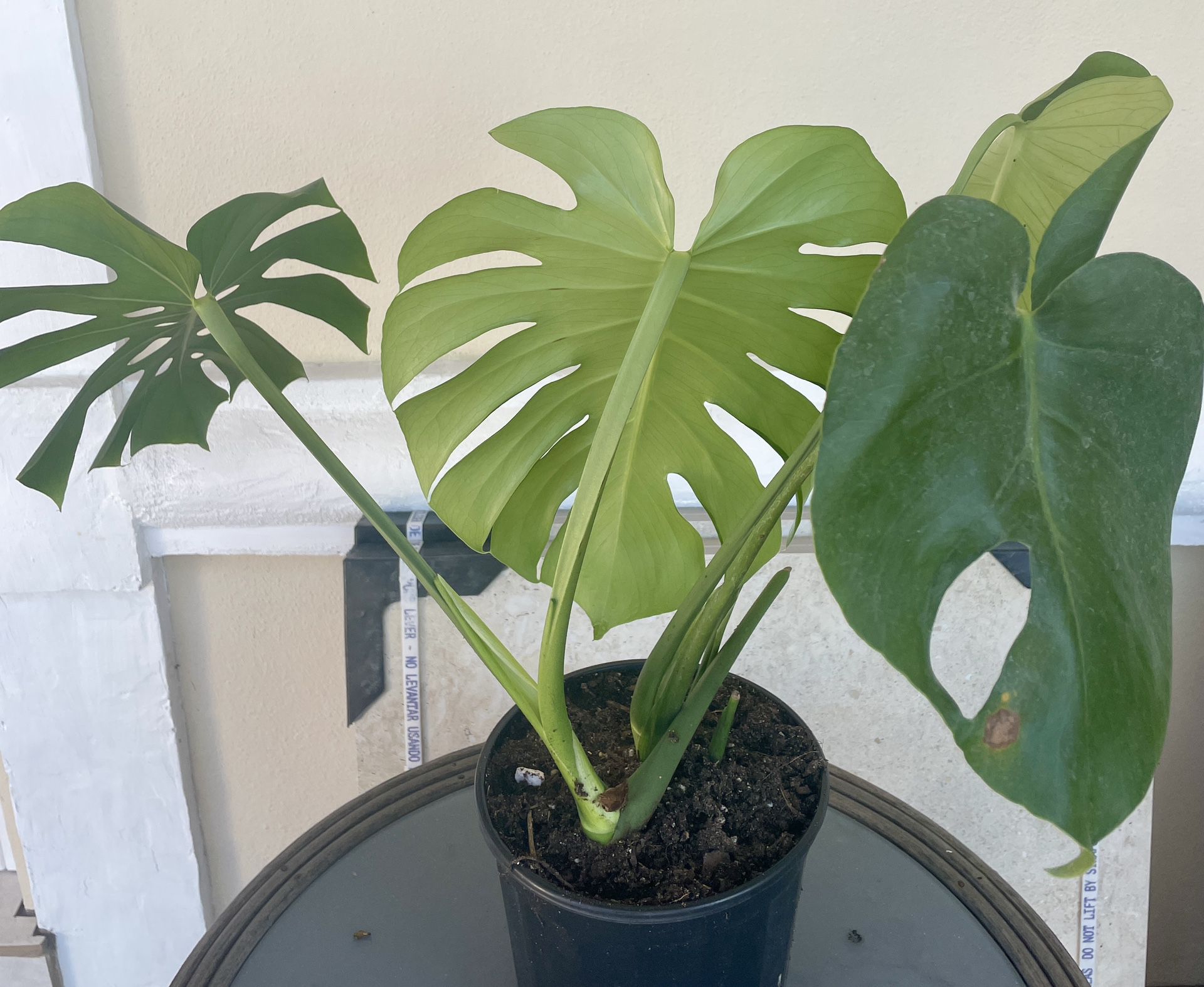 Monstera Deliciosa Swiss Cheese Plant Rooted In 6.5” Pot Tag #106