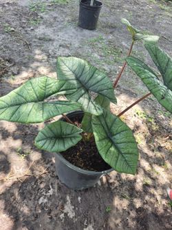 Alocasia Bismarck