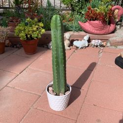 24 Inch Tall SAN PEDRO CACTUS 🌵 In White Ceramic Pot 