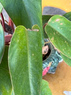 Plant