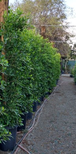 8 Ft Ficus Plants 15 Gallon