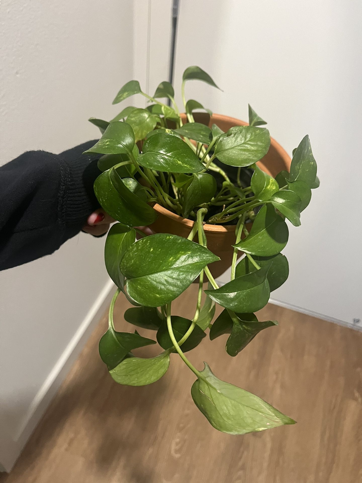 Hanging Pathos Plant 3” Pot