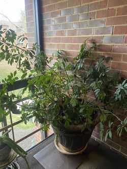 Dwarf Umbrella Tree Plant