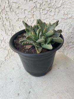 6 Inch Pot Rare Succulent Plant - Tiger's Jaw - Faucaria Tigrina - Drought Resistant - Rooted & Established - 🪴