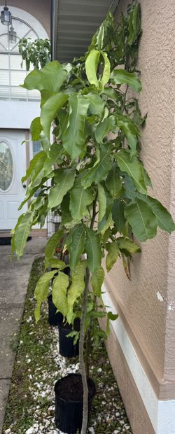 Arboles De Quenepas $100 Cada Uno