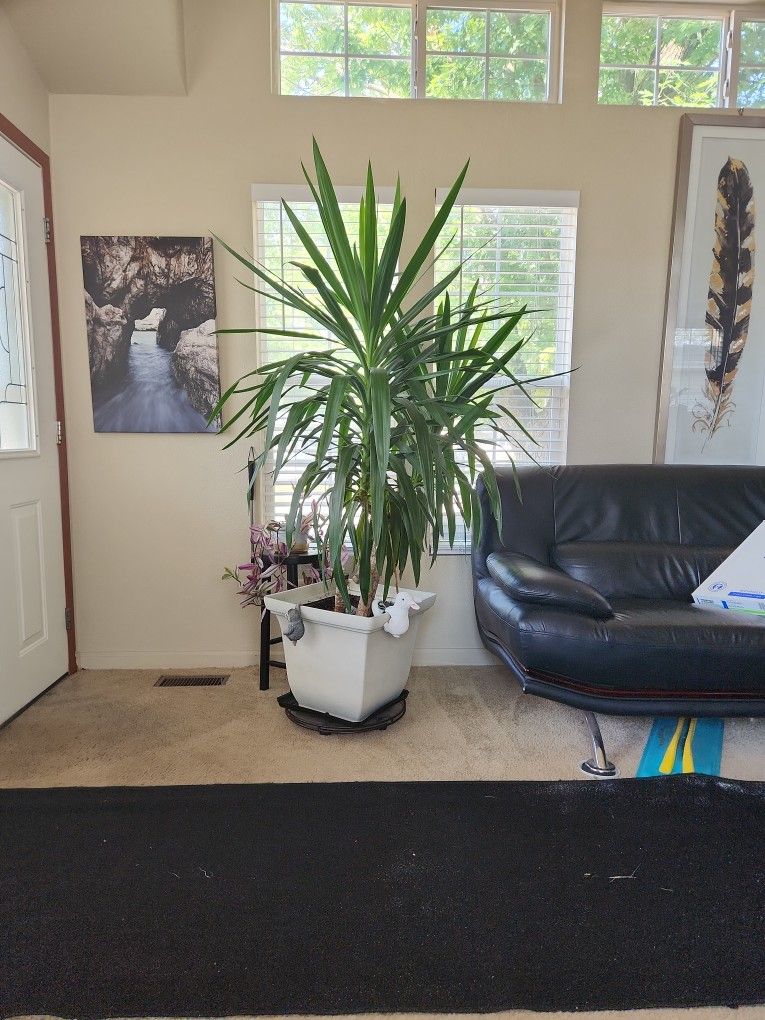 Over 5ft tall Corn Plant with pot.