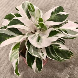 Calathea White Fusion Plant In 4” Nursery Pot