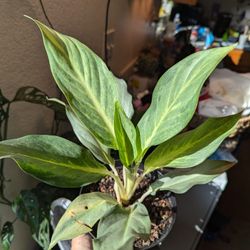 Frosted Ghost Aglaonema 
