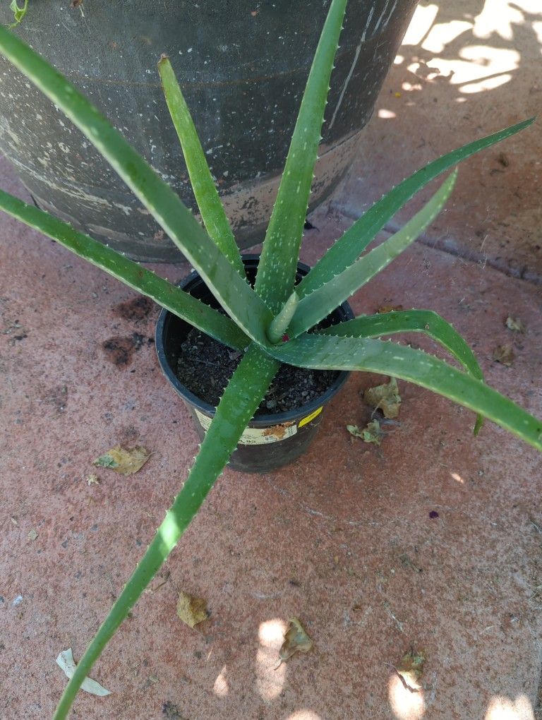 Aloe Vera