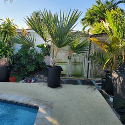 Red Latan Palm [Large 32 Gallon Specimen]