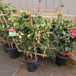 Camellias Kramer's supreme