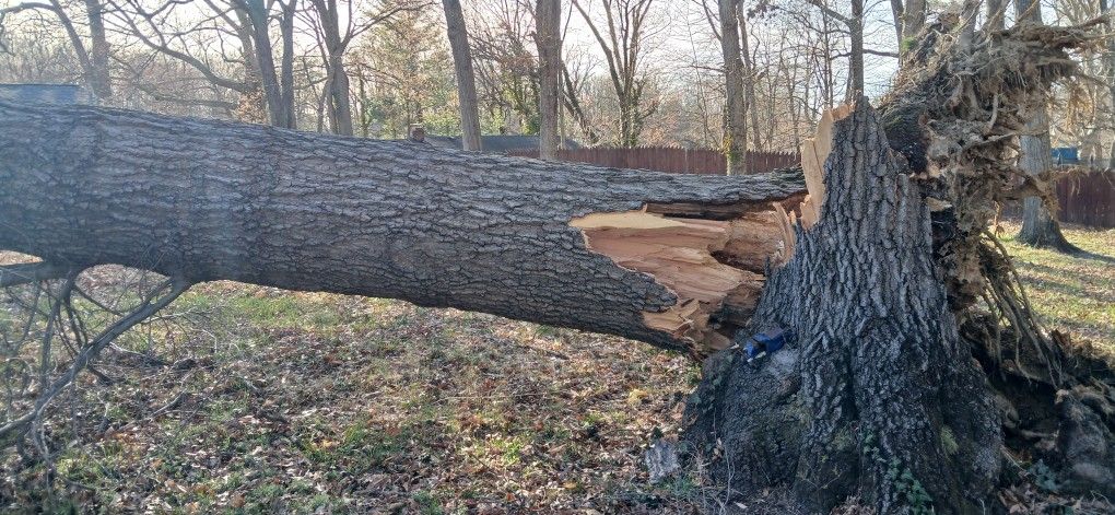Free Solid Oak Tree Firewood
