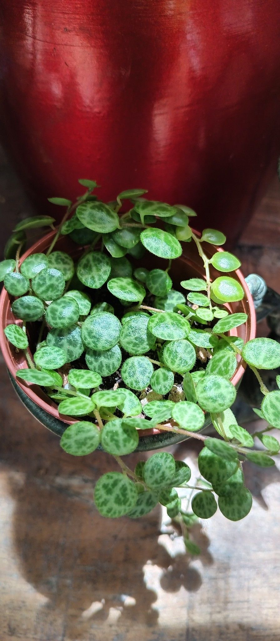 String Of Turtle
