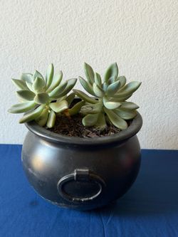 Mother-of-pearl succulent, or ghost plant,