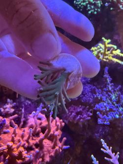 Fake Coral