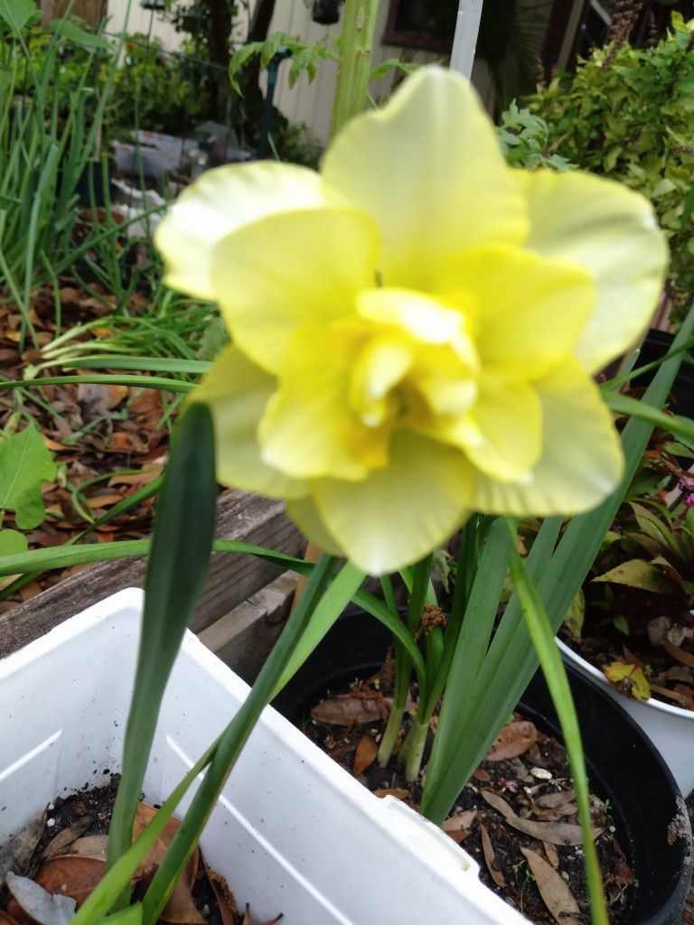 Daffodils Plants 