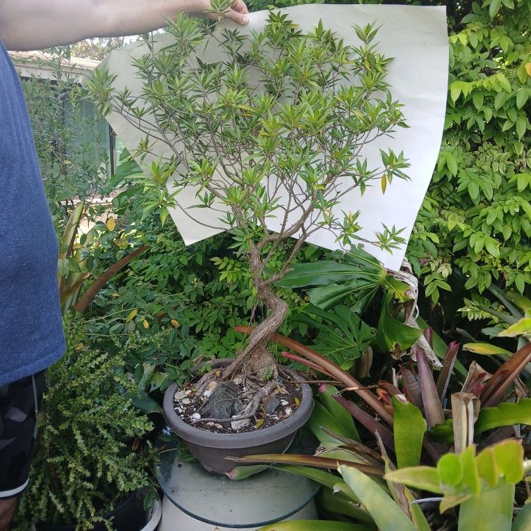 Rare Bonsai Twisted Grown On Rock Ficus Nerifolia - www.disolcolor.com