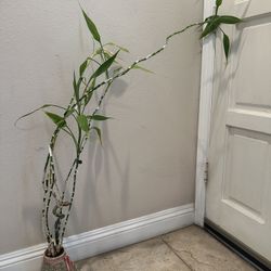 Bamboo Plant