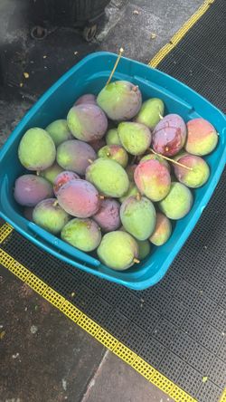Mango