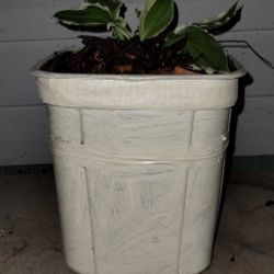 Variegated Hosta Plant 