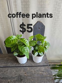 Arabic Coffee Bean Plants
