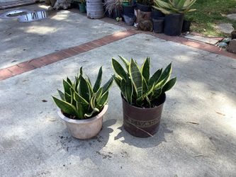 Snake plants