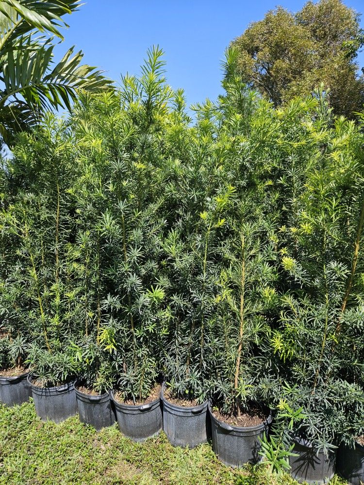 Podocarpus 6+feet Tall  Pobre The Pot.  Privacy Hedge For Fence Green Full Ready For Planting 