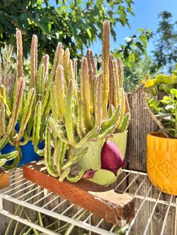 Stapelia Black Bells